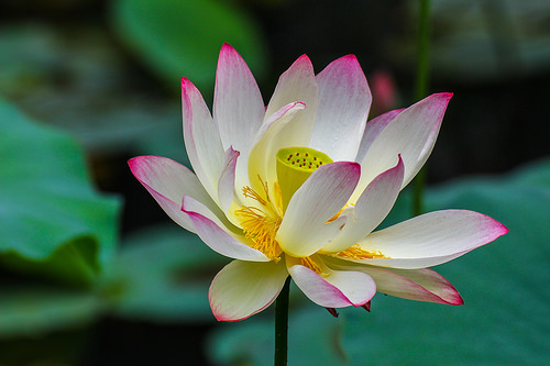 Loosen Up Your Tense Muscles at Massage Envy Arundel Mills