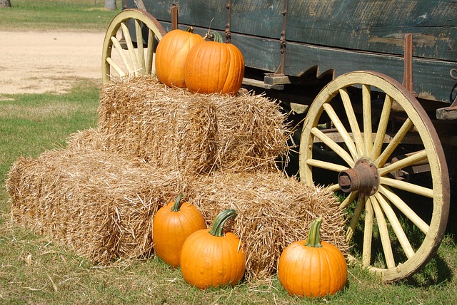Enjoy Some Autumn Agritainment at Clark’s Elioak Farm