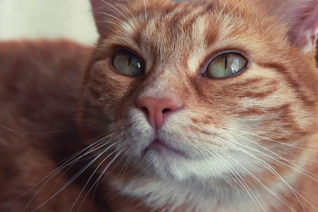 Restock on Pet Food and Supplies at PetSmart