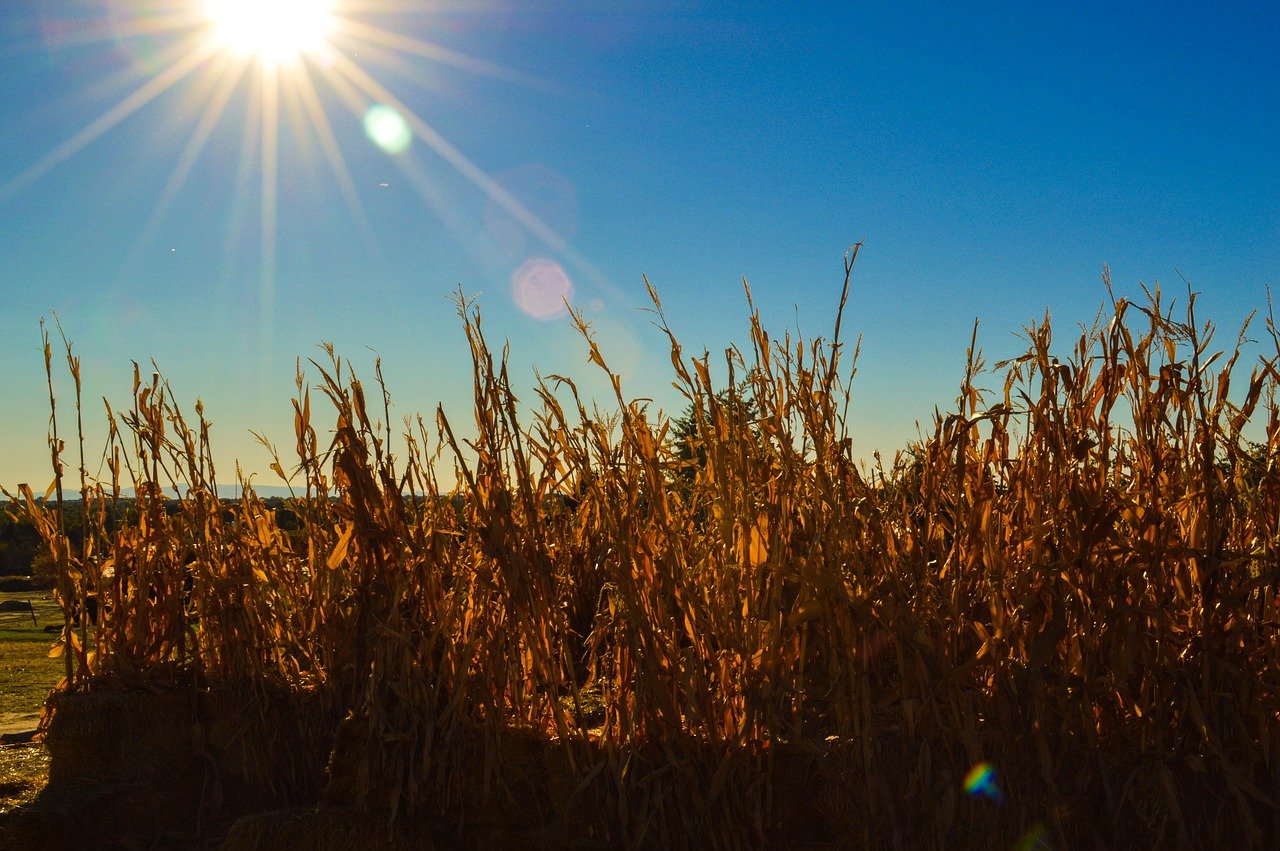 While Away a Sunny Fall Day at MD Sunrise Farm